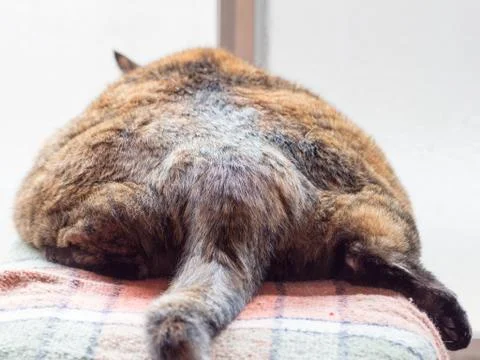 Cat's butt Stock Photos