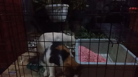 Cats in a cage Stock Footage 278737896