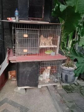 Cats in a cage Stock Photos
