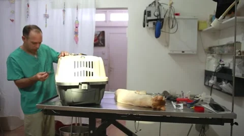 Cat's cage at veterinary 스톡 동영상 62799721