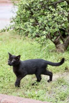 Cats camera tree Stock Photos