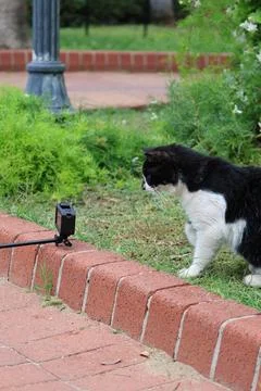 Cats camera tree Stock Photos