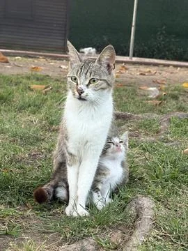 Cats camera tree Foto stock