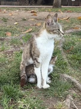 Cats camera tree Stock Photos