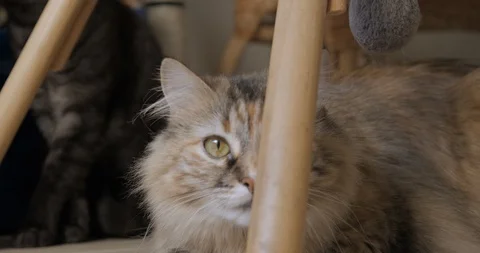 Cats captivated slow motion 動画素材 106367081