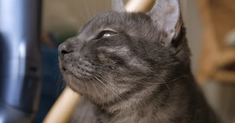 Cats captivated slow motion Stock-Footage 106367134