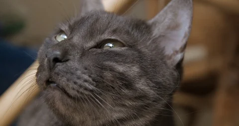 Cats captivated slow motion Stock Footage 106367168