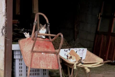 Cats on carts Stock Photos