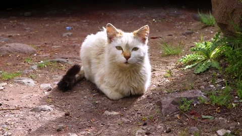 Cats, cat, nature, walking cat Vídeos de archivo 273830153