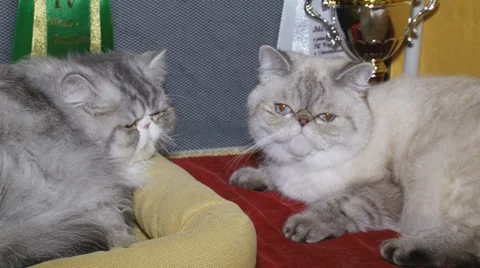 Cats champions Stock Footage 30588301