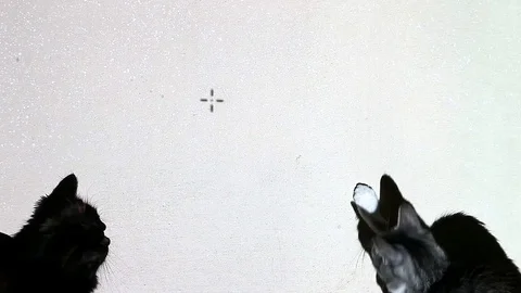 Cats chasing computer mouse cursor projected on the wall Stock Footage 128518531