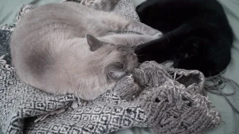 Cats Chilling On Bed Stock Footage 236182364