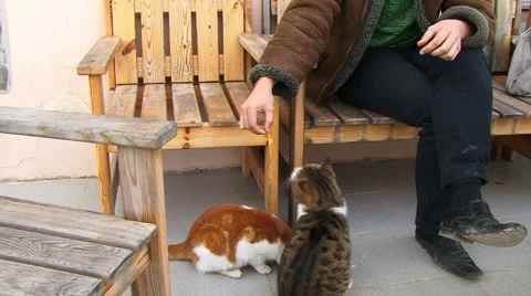 Cats like chips Stockbeeldmateriaal 995507