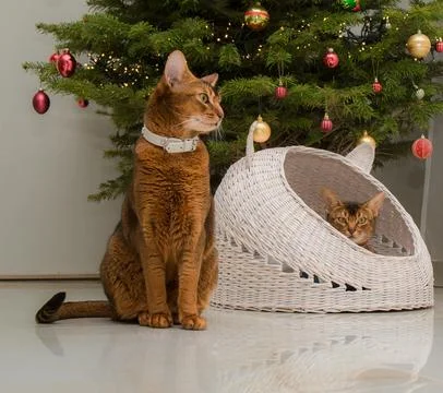 Cats at christmas Stock Photos