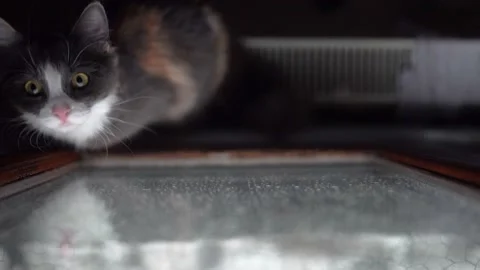 Cats cleaning each other while it's raining looking at the camera Video stock 181182517