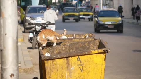 Cats Climb on Garbage Containers on the City Street Stock Footage 243077675