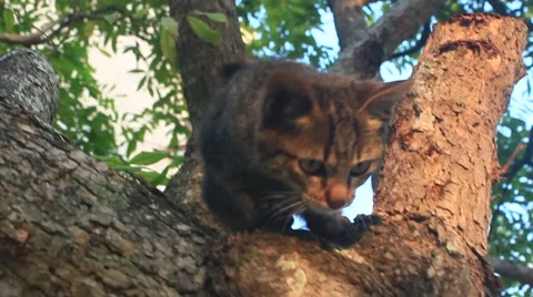 Cats climb trees Vídeo Stock 45850030