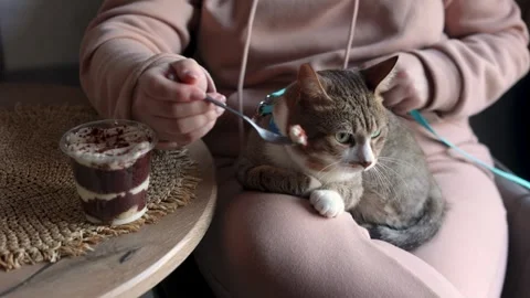 Cat's Comfort Stock Footage 318420673