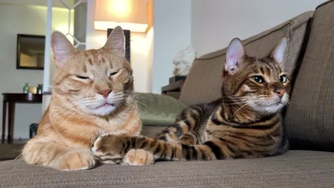 Cats Waking Up Stock Videos – Royalty-Free HD & 4K Videos