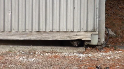 Cats crawling under door Stock Footage 990823