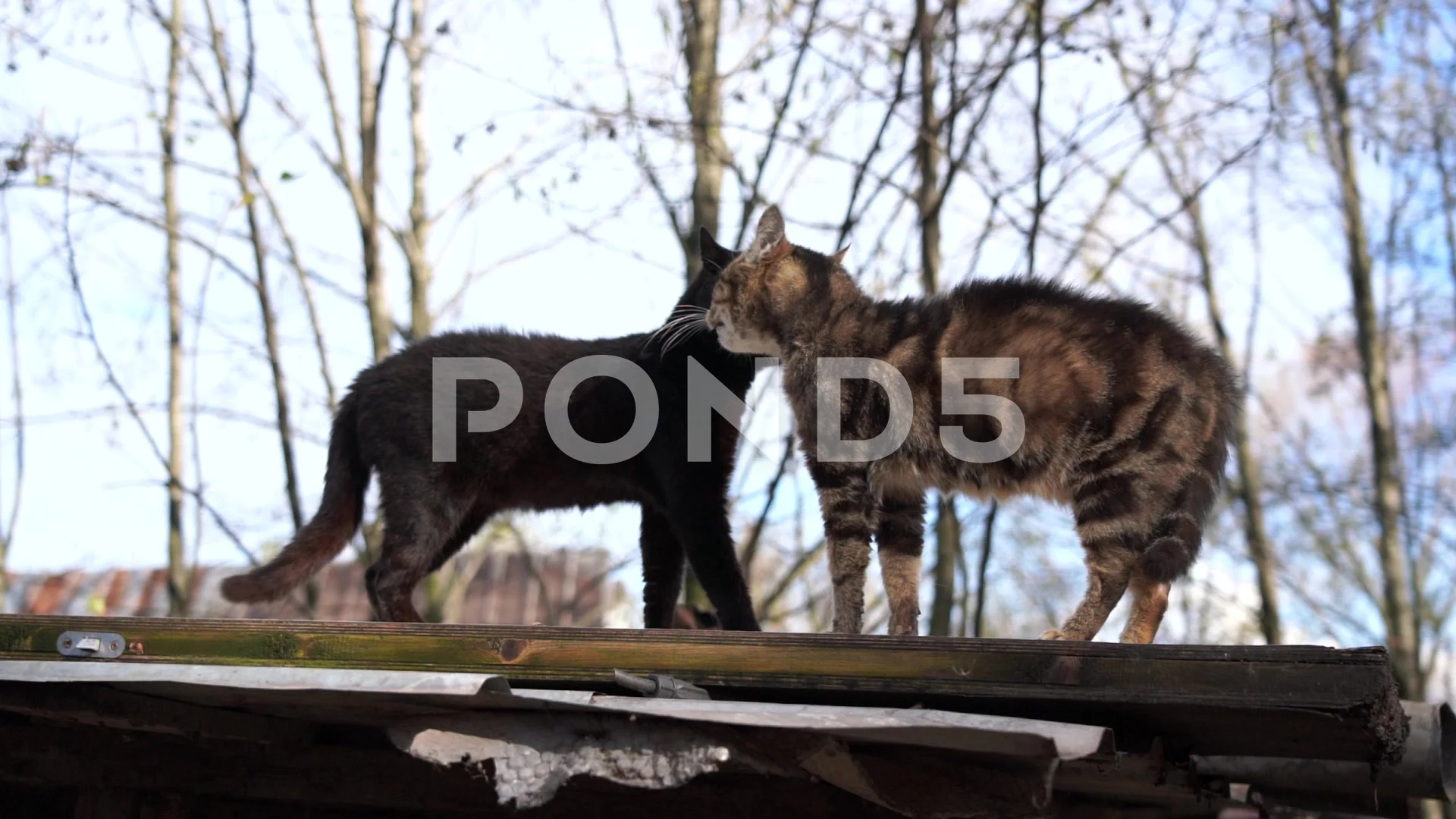 cats cry, mating season in cats, march c, Stock Video