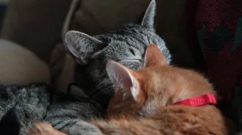 Cats cuddle and clean eachother Stock Footage 47000480