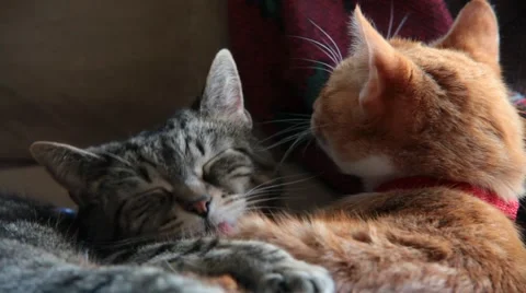 Cats cuddle and yawn Stock Footage 47002963