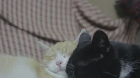 Cats cuddling Stock Footage 32676471