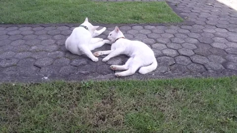 Cats cuddling Stock Footage 323287798