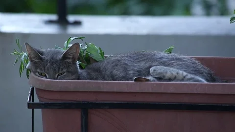 Cats Cuddling In Plant Boxes Stock Footage 71284488