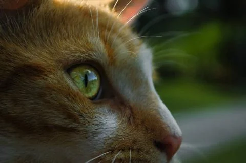 Cat's Curiosity Foto stock