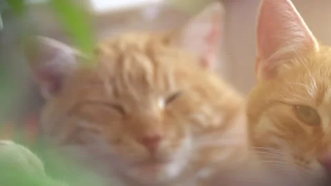 Cats. Cute red cat with closed eyes outdoor portrait. Purebred kitten sitting Stock Footage 164437809