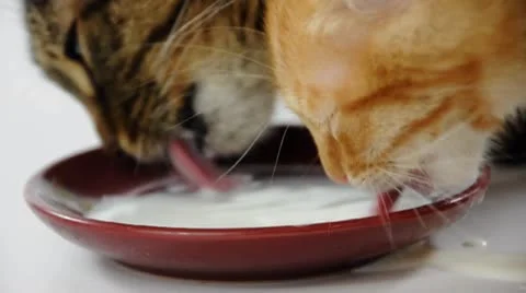 Cats drinking milk Stock Footage 9242528