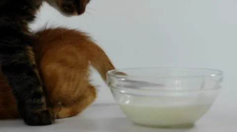 Cats drinking milk Stock Footage 9361040