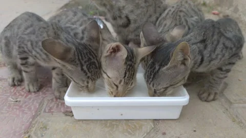 Cats drinking milk in india Stock Footage 157663928