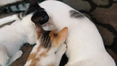 Cats Drinking Milk From Their Mom Stock Footage 159868205
