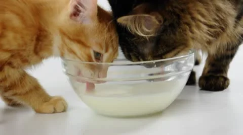 Cats drinking milk together Stock Footage 9242849