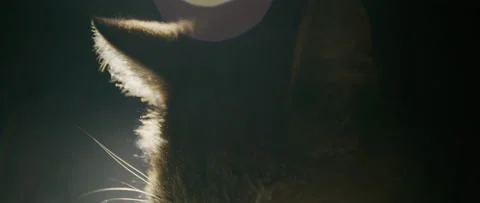 Cat's ear close up Stock Footage 209208112