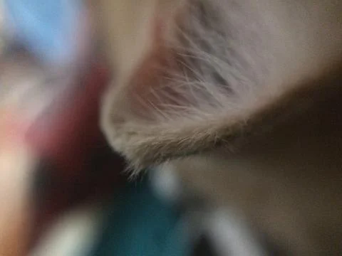 Cat's ear Stock Photos
