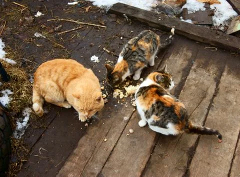 Cats eat Stock Photos