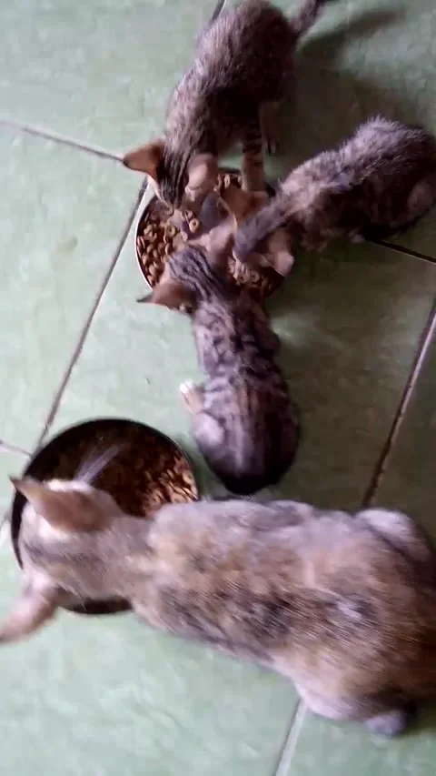 Cats Eat Together Stock-Footage 171533468
