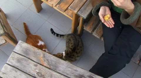 Cats eating potato chips Stock Footage