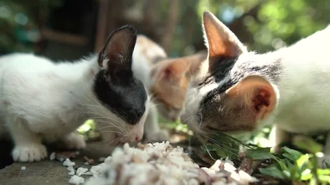 Cats Eating Rice Close-up Stock Footage 159868187