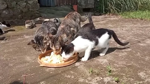 Cats eating together in the yard Stock Footage 311252378