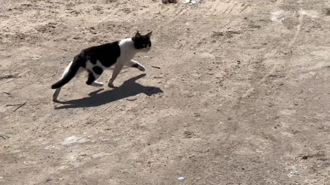Cat's Escape During Filming Stock Footage 201208984