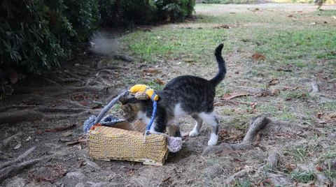 Cats exploring basket Stock Photos