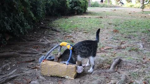 Cats exploring basket Stock Photos