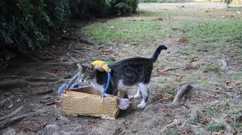Cats exploring basket Stock Photos