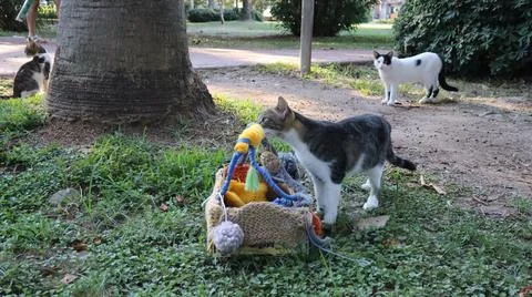 Cats exploring basket Foto stock