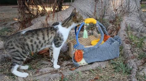 Cats exploring basket Stock Photos